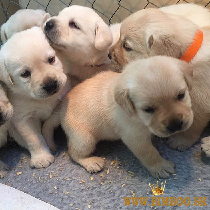 Predám šteniatka labradoodle.