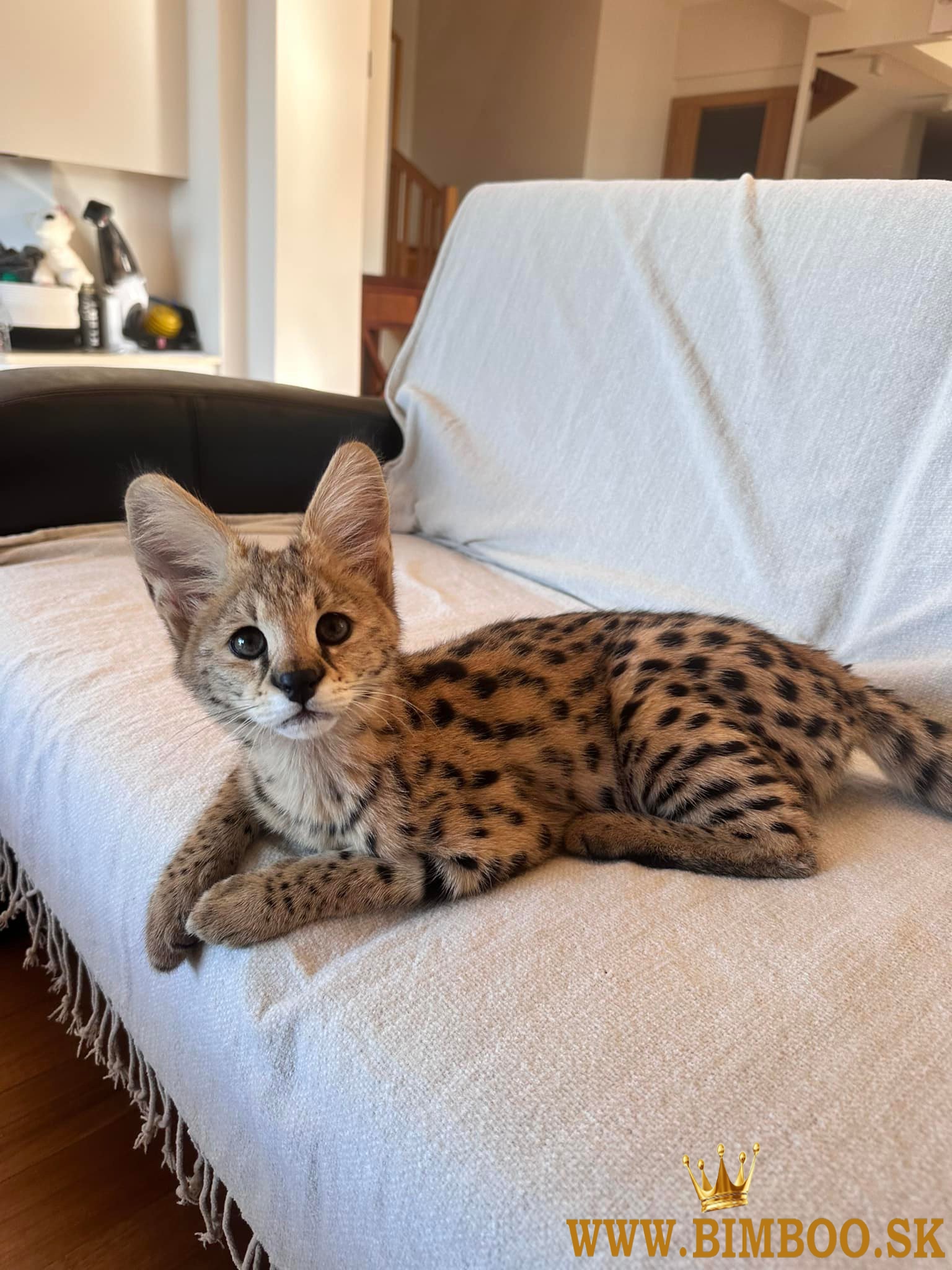 African Serval Kittens WhatsApp: +27842597191
