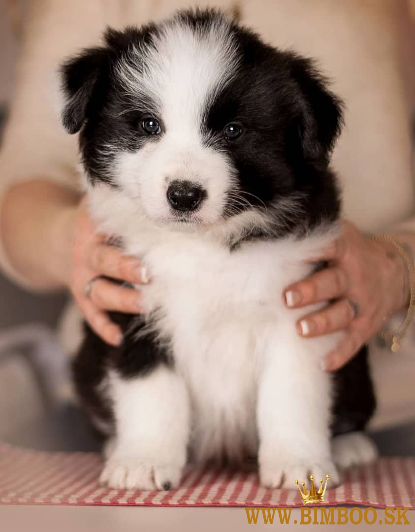 Šteniatka Border Collie na adopciu