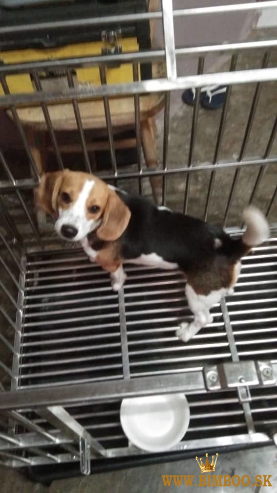 Beagle di 3 mesi in vendita