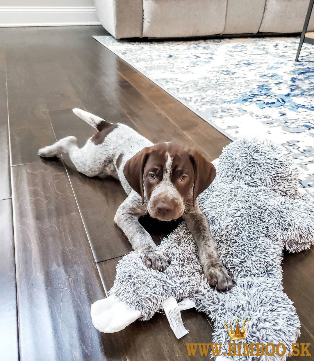 Šteniatka nemeckého krátkosrstého stavača