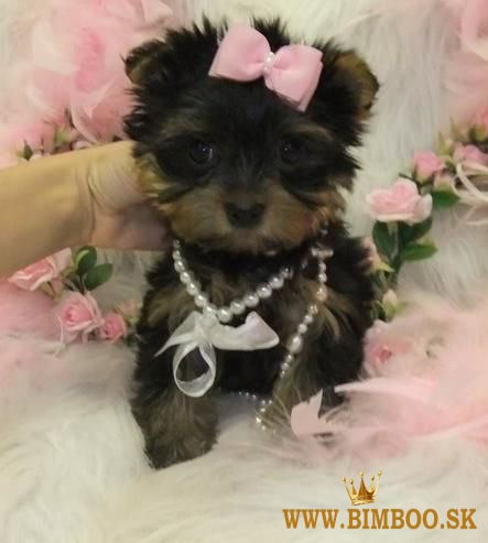 Cuccioli di Yorkshire Terrier maschi e femmine