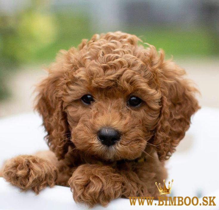 Šteniatka hračkárskeho pudla 