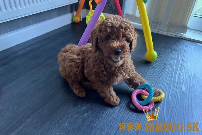 Gorgeous Miniature Goldendoodle Puppy - Girl ????(559) 745-5646 