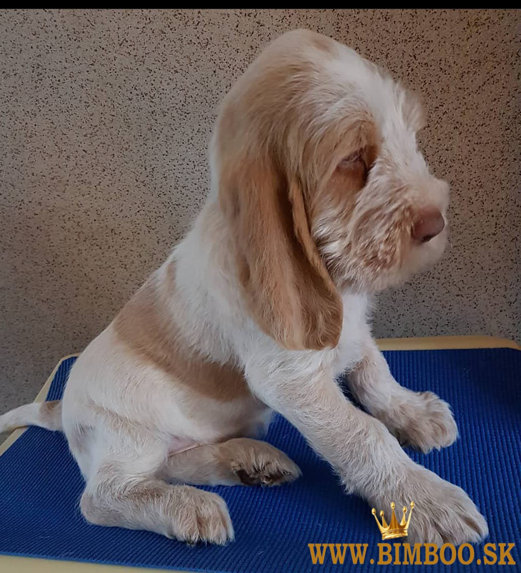 Krásne šteniatka Spinone Italiano