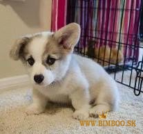 Šteniatka Corgi Pembroke