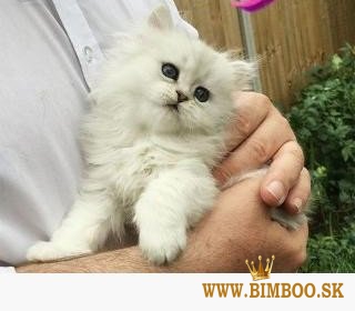 Bengal X, britská krátkosrstá, mainská mývalia. Predám sibírske mačiatka.