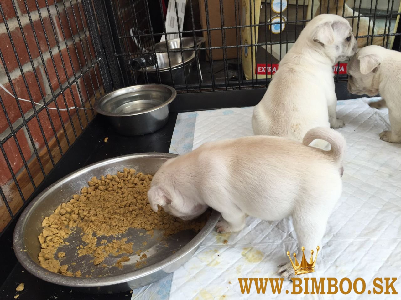 Ohromujúci vrh šteniatok mopsa srnčej farby. WhatsApp nás: +447490124950