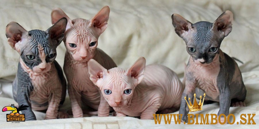 Bengal X, britská krátkosrstá, mainská mývalia. Predám sibírske mačiatka.