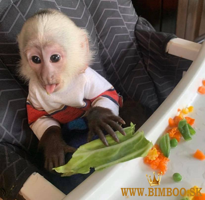 Úžasná kapucínska opica na adopciu na Vianoce