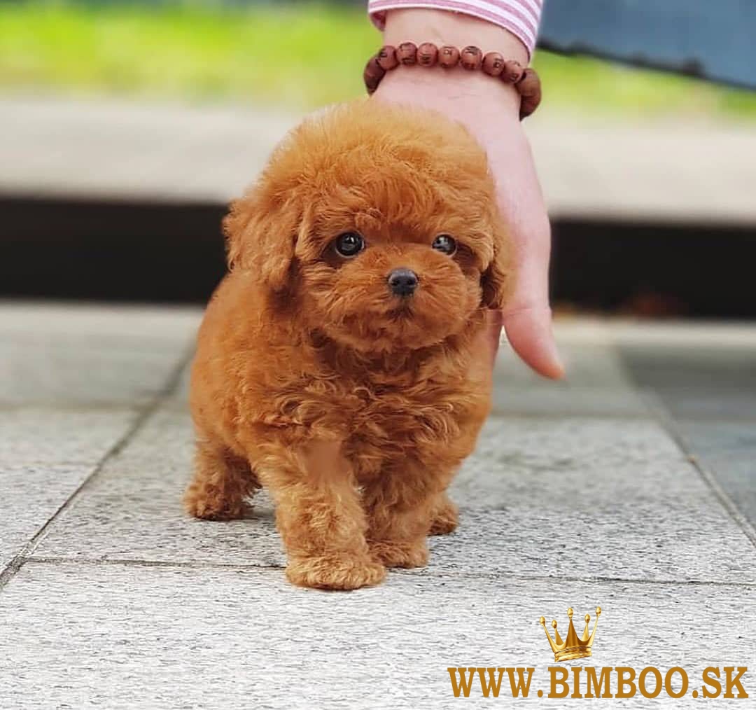 Beautiful toy poodle puppies for sale.