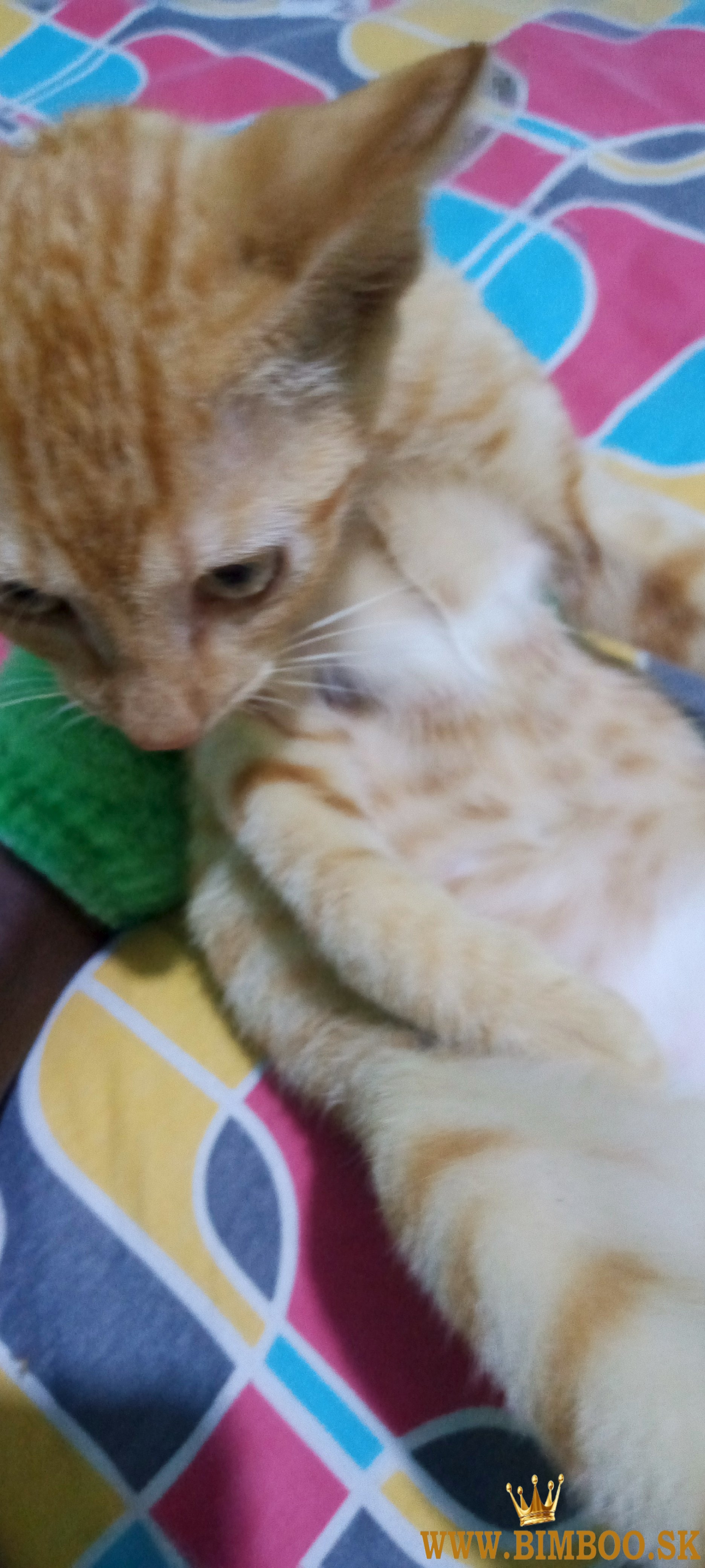 British shorthair kittens 