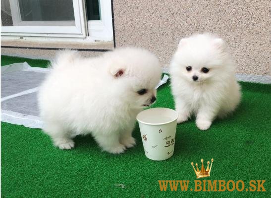 Dve úžasné šteniatka pomeraniana s T-Cup. whatsapp us: +4474901249500