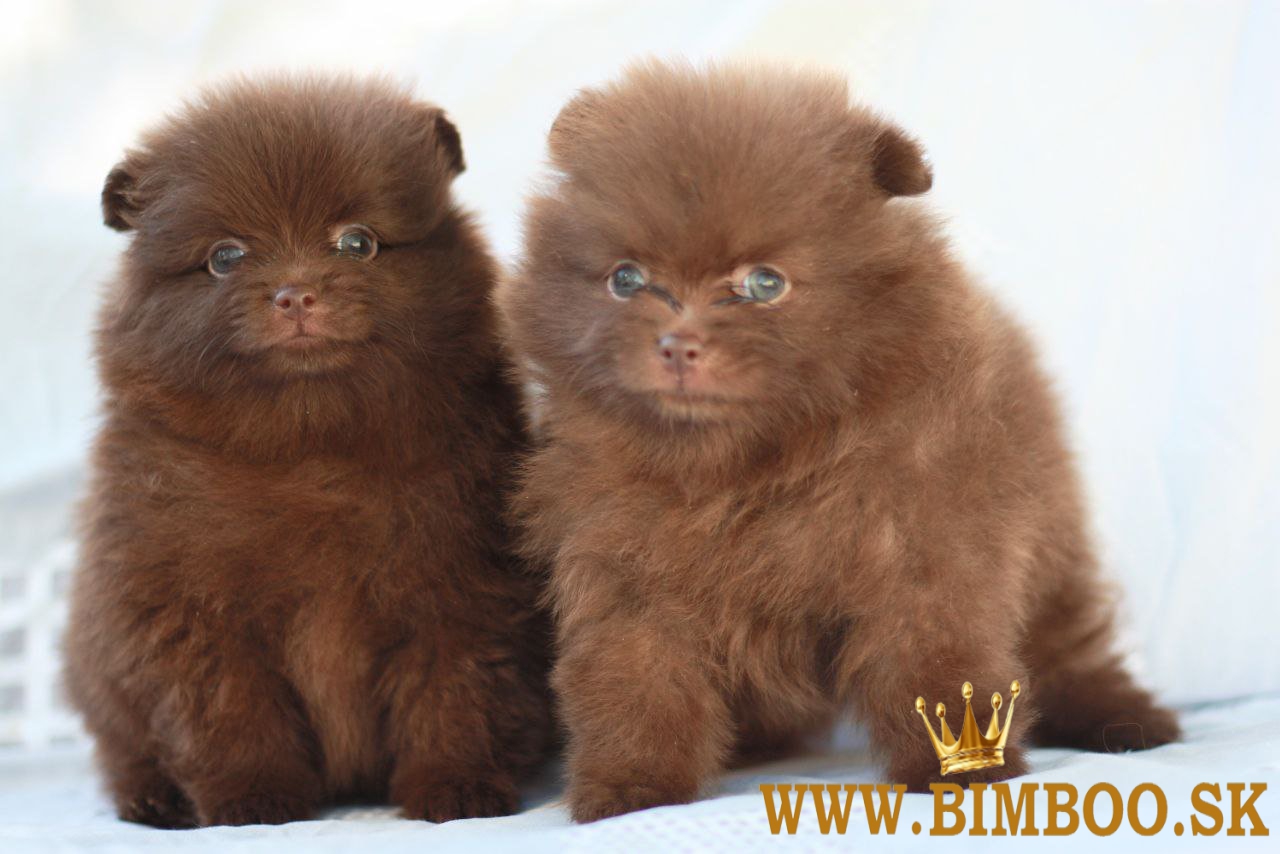 Miniature Pomeranian WhatsApp +1(606)331-8962
