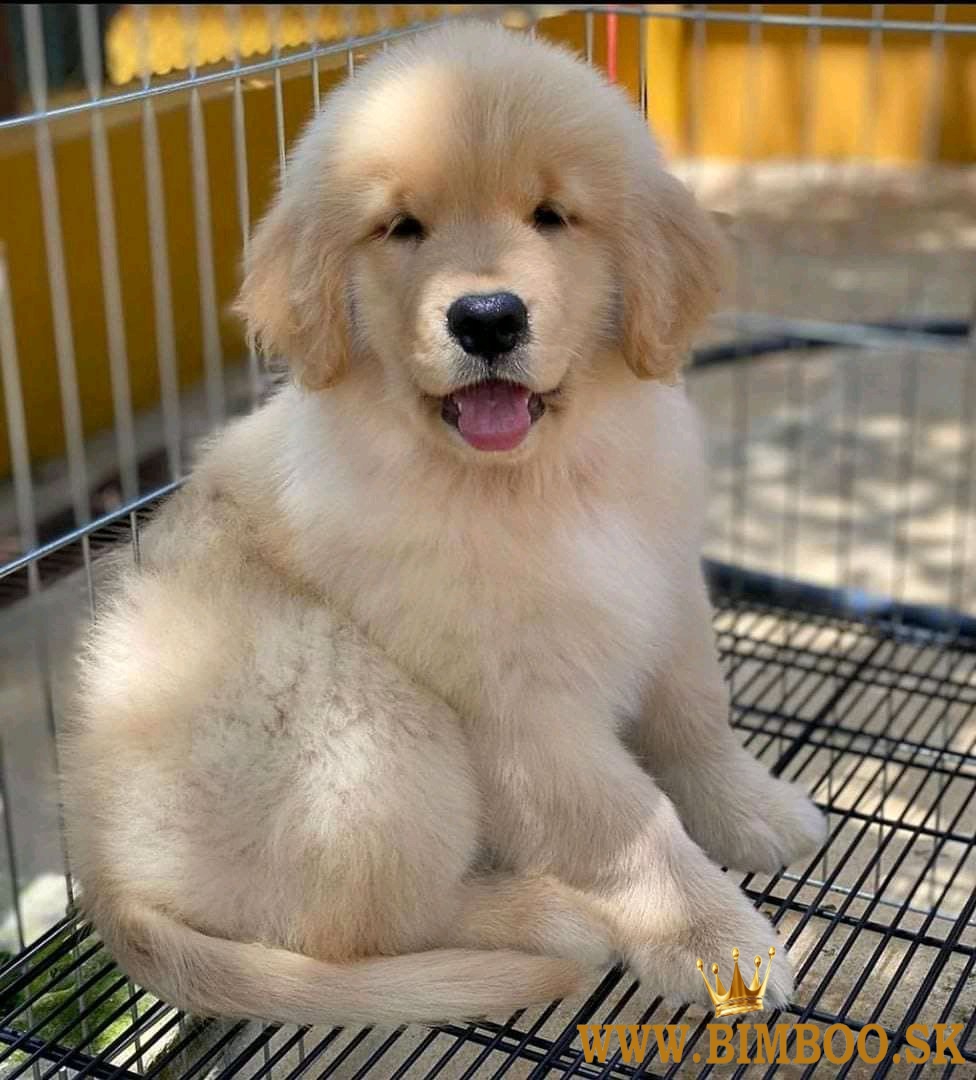 Cățeluși minunați de golden retriever gata de adopție..