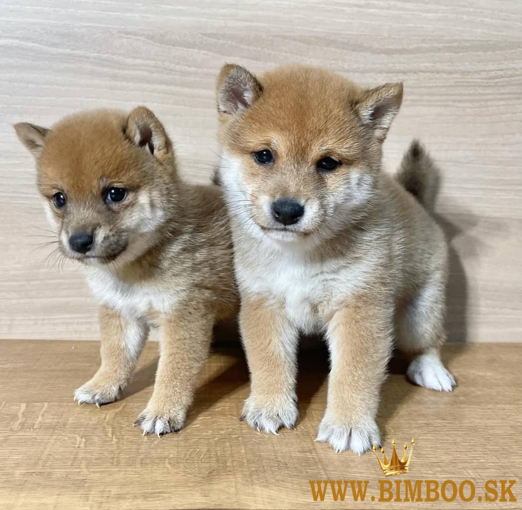 Šteniatka Shiba Inu,