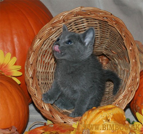 Ruské modré mačiatko. whatsapp nás: +447490124950