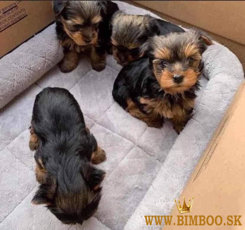 Rozkošné šteniatka Yorkie na predaj.whatsapp ja na: +44 7453 907158