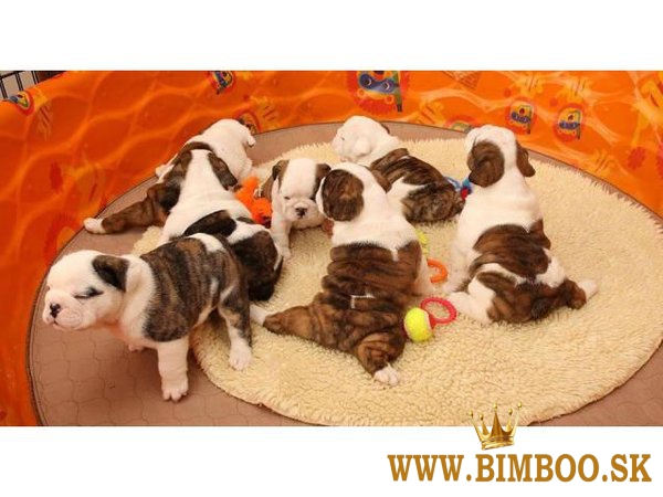 Predám anglický buldog