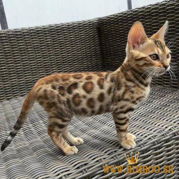 Pedigree Bengal kittens ready now Business WhatsApp: +37256348129