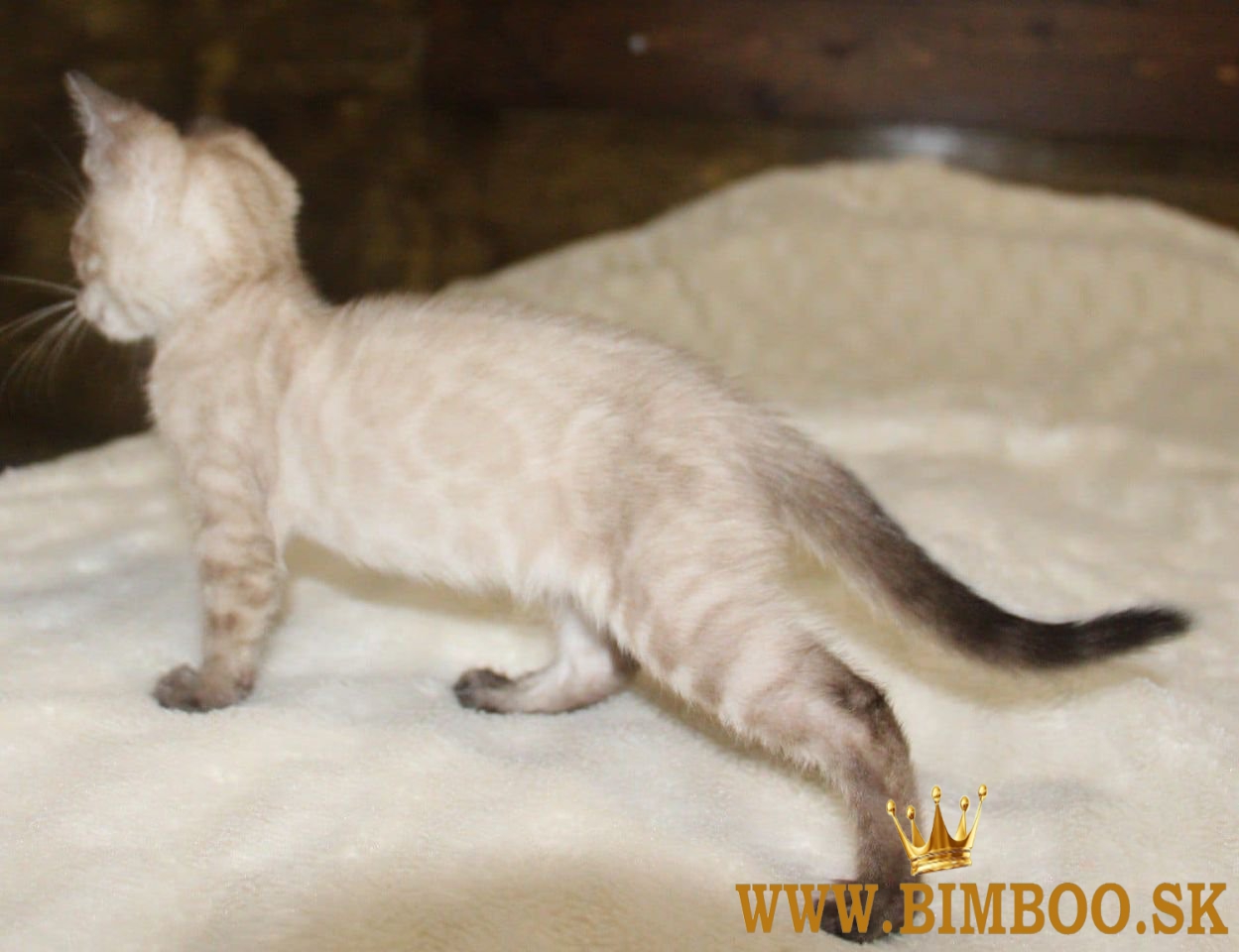 Snow/Brown/Charcoal/Silver Bengal Kittens +27842597191