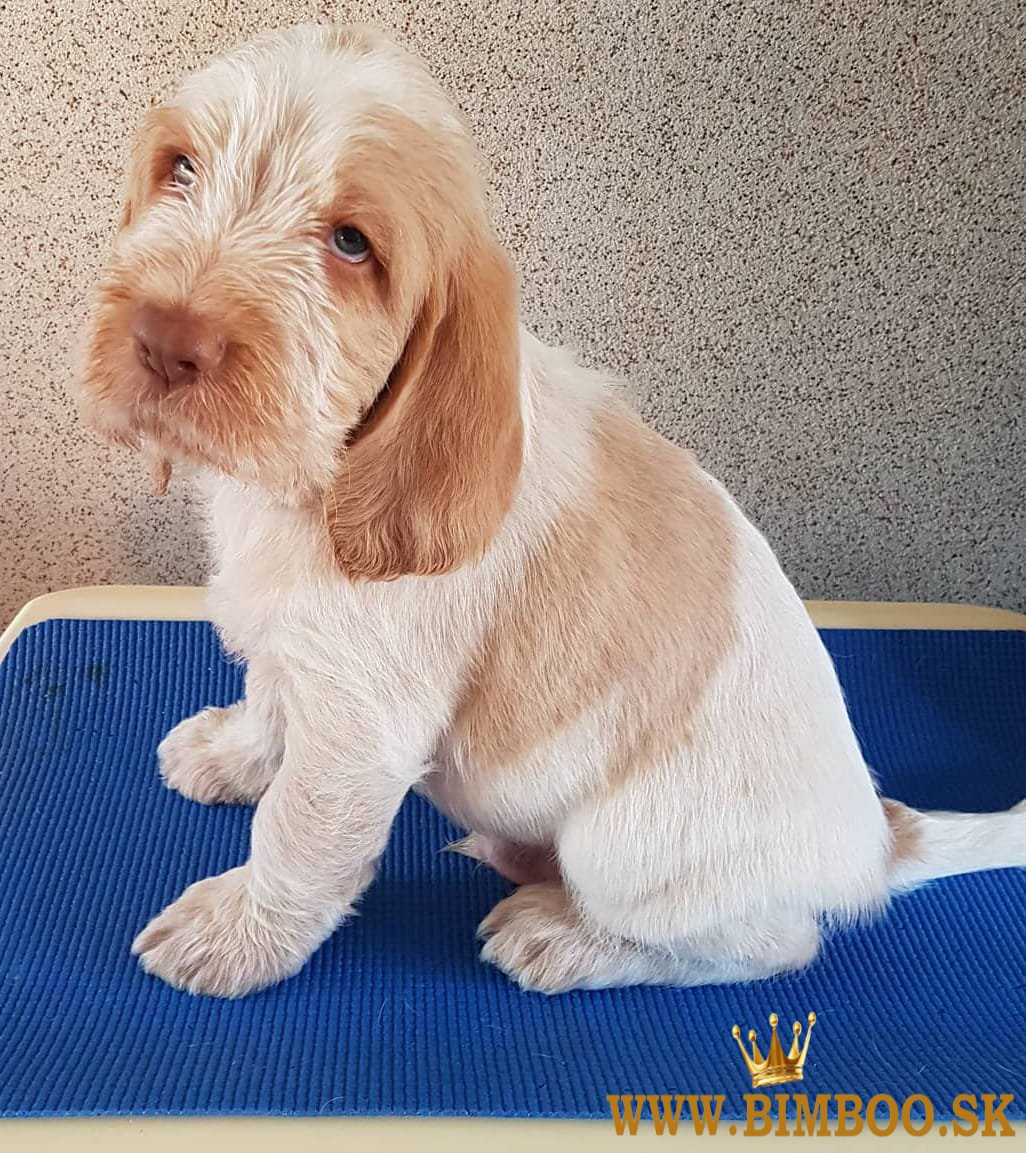 Krásne šteniatka Spinone Italiano