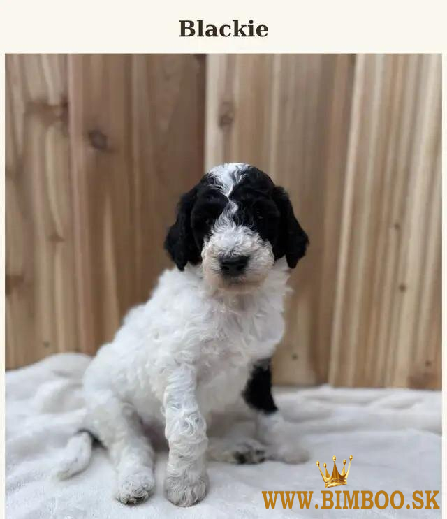 Zdravé šteniatka pudla typu „teacup“ (veľmi malý