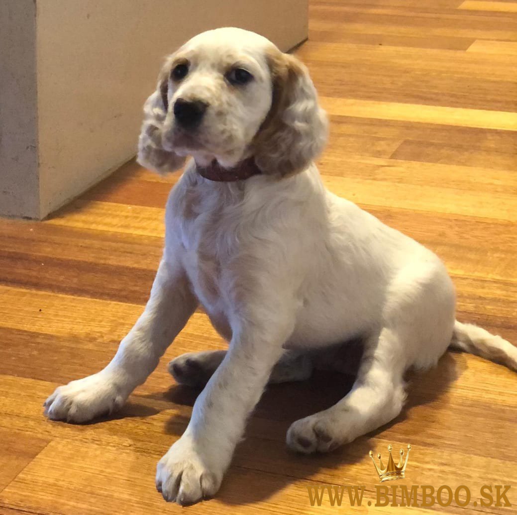 English setter puppies (pedigree)