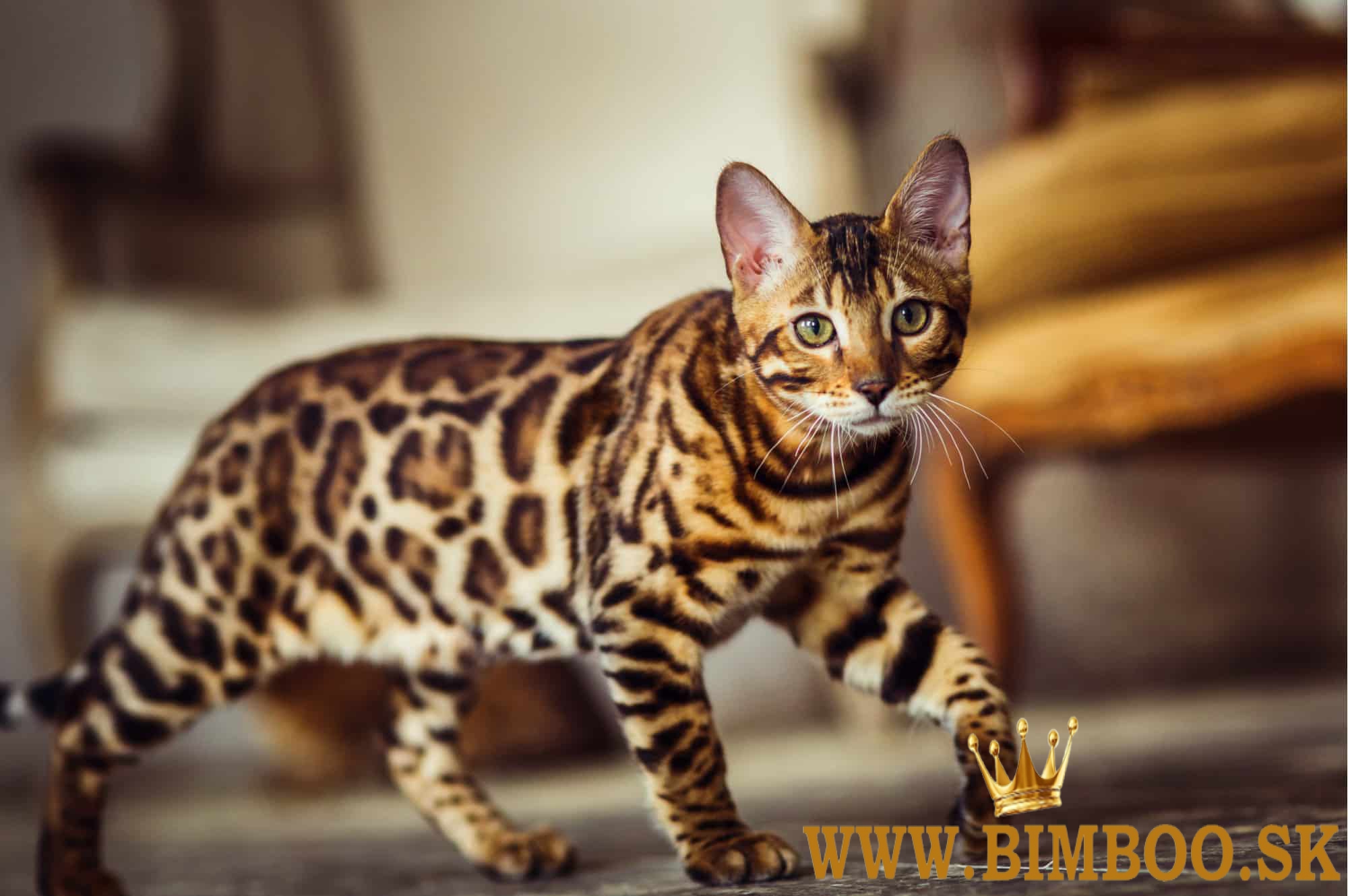 Snow/Brown/Charcoal/Silver Bengal Kittens +27842597191