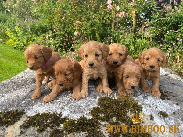 Šteniatka cockapoo, vrh samcov a samíc.