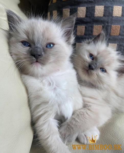 Kvalitné mačiatka Ragdoll na re-homing +447482162214