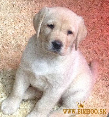 Labradorský retriever.whatsapp ma na čísle: +44 7453 907158