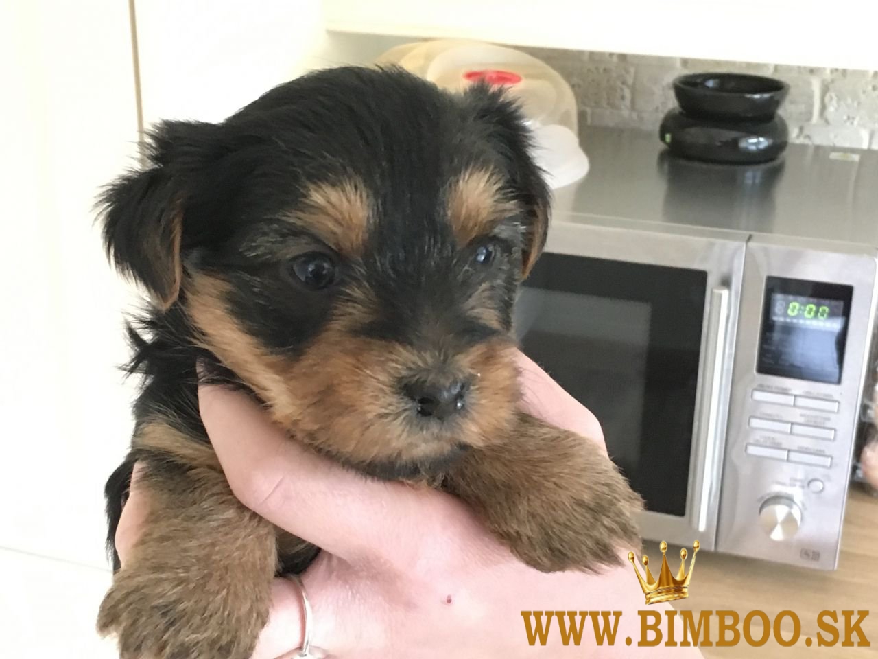 12 týždňov staré šteniatka yorkshirského teriéra. whatsapp nás: +447490124950